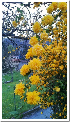 #flower #primvera #LagoMaggiore